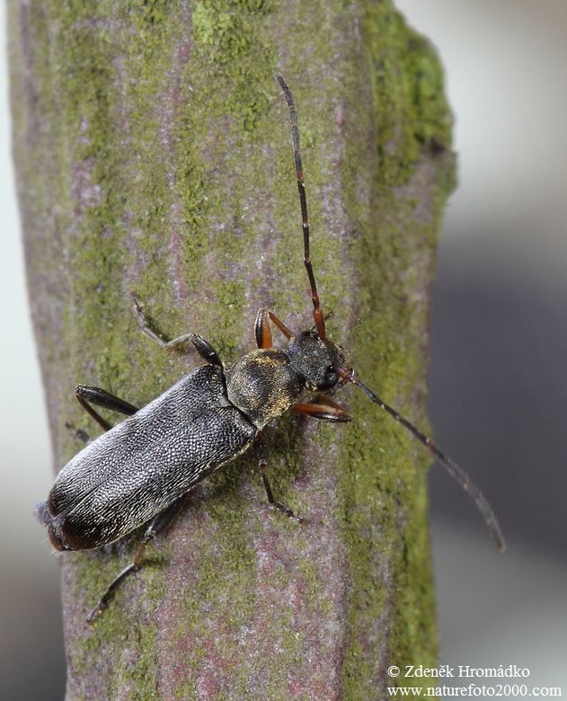 tesařík, Grammoptera ruficornis, Cerambycidae, Lepturini (Brouci, Coleoptera)